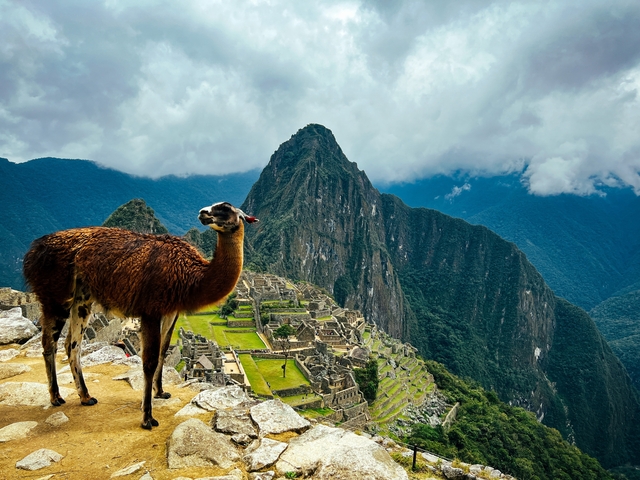 Llama overlooking Machu Picchu ruins.