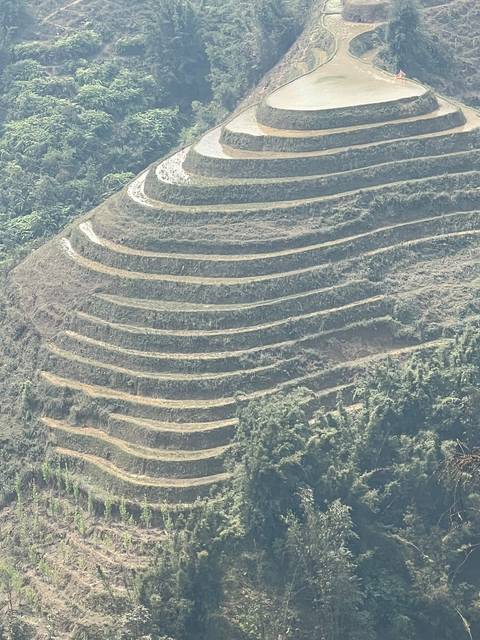 Terraced rice fields on a hillside with dense forest.