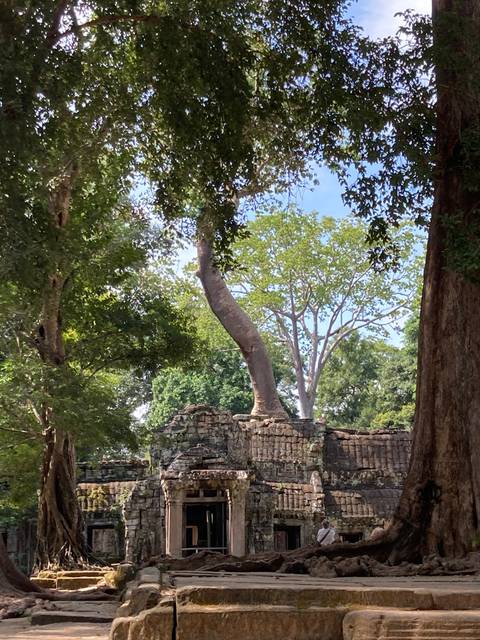       Ancient stone ruins entwined with large tree roots.
  