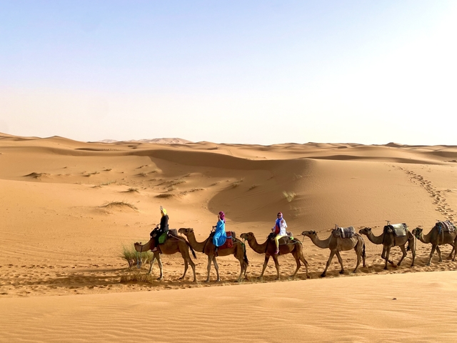       Camel caravan traversing desert landscape
  