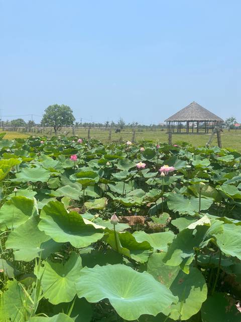 Field of lotus plants with a pavilion in the distance.