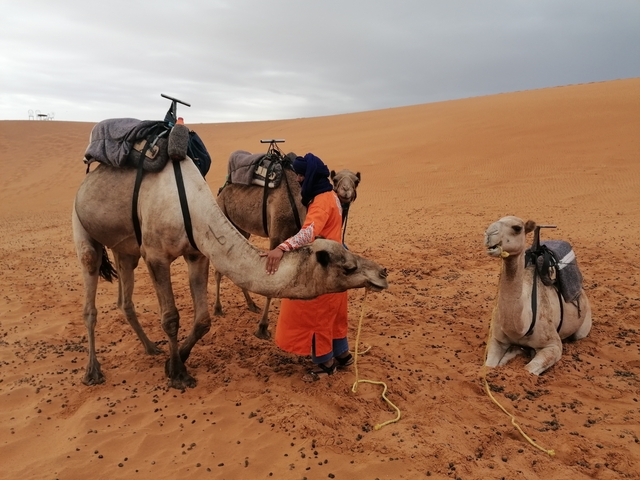       Person with camels in a desert.
  