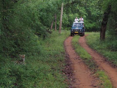       Tiger spotted on a jungle safari with a jeep in the background.
  