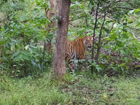       Bengal tiger in the forest looking alert.
  