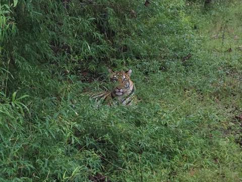       Tiger camouflaged in dense greenery.
  