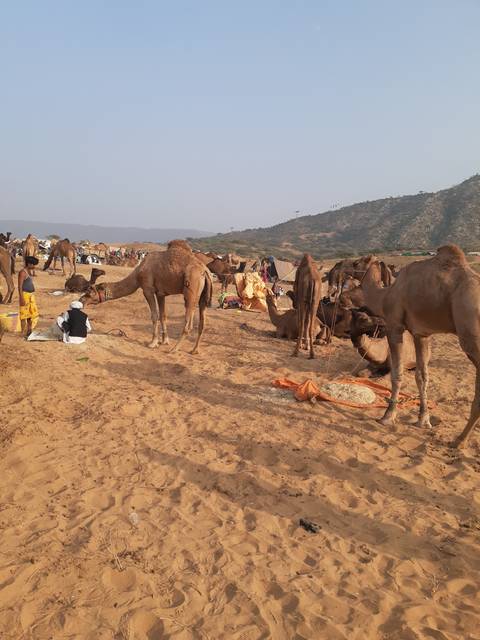 Group of camels with people at a desert market.