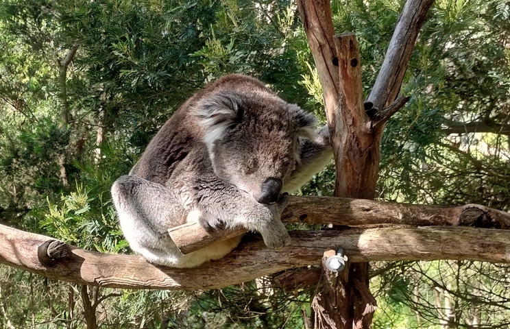 Koala sleeping on a tree branch amidst greenery.
