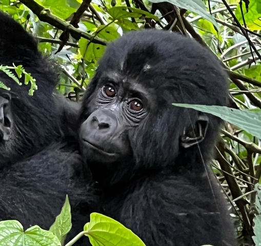       Close-up of a gorilla in foliage.
  