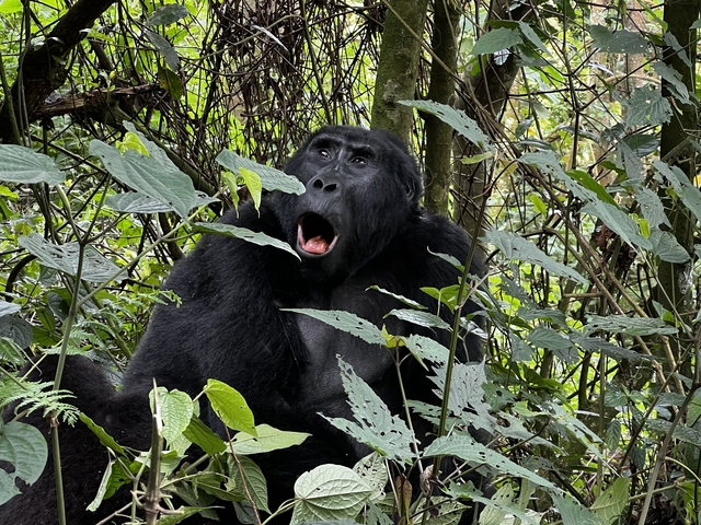       Gorilla in a dense forest setting surrounded by foliage.
  