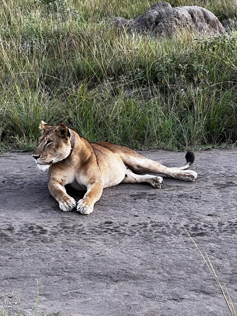       Close-up of a lion lying on a dirt road with grass in the background.
  