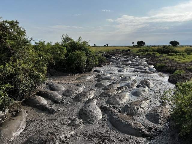       A group of hippos submerged in a muddy pool.
  