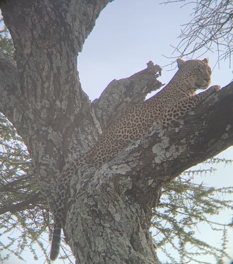 Leopard lounging on a tree branch.