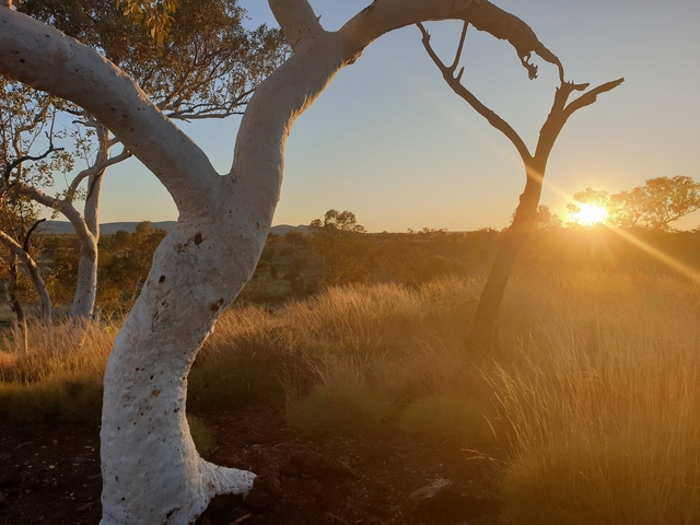 Sunset view with trees and golden fields.