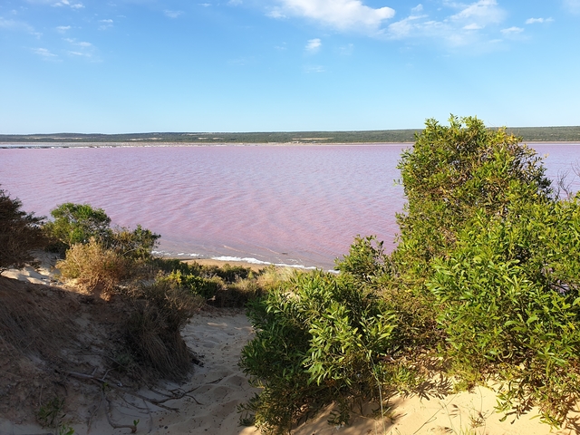       Pink-hued salt lake with surrounding greenery.
  