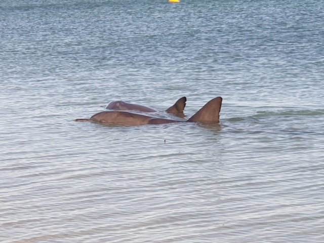 Dolphins swimming near the surface of clear water.