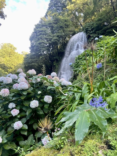       Hydrangea flowers with a waterfall in the background.
  