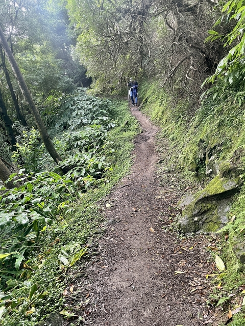       Person hiking on a narrow forest trail.
  