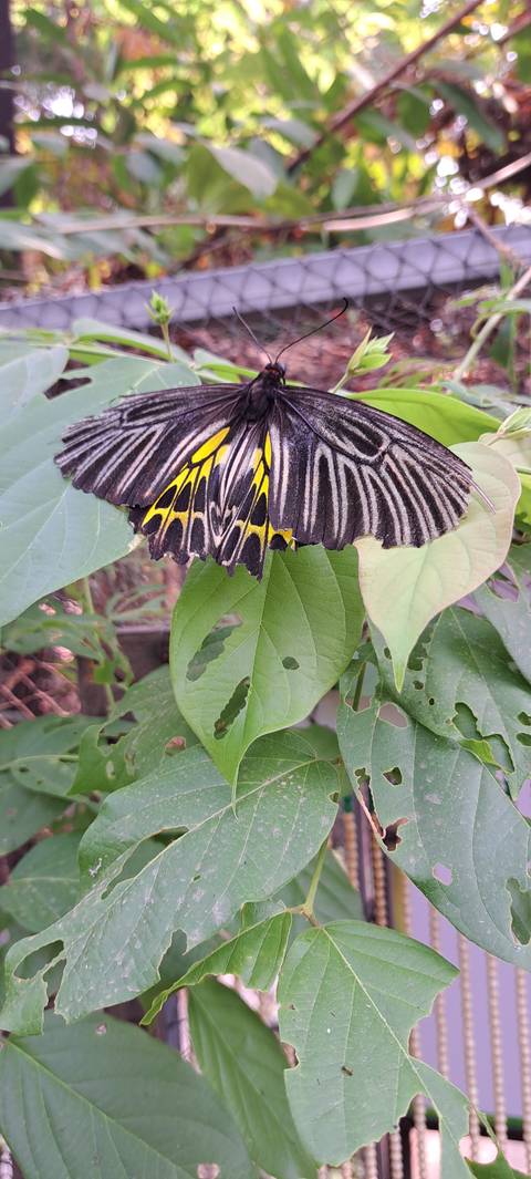 Close-up of a butterfly on leafy plants.