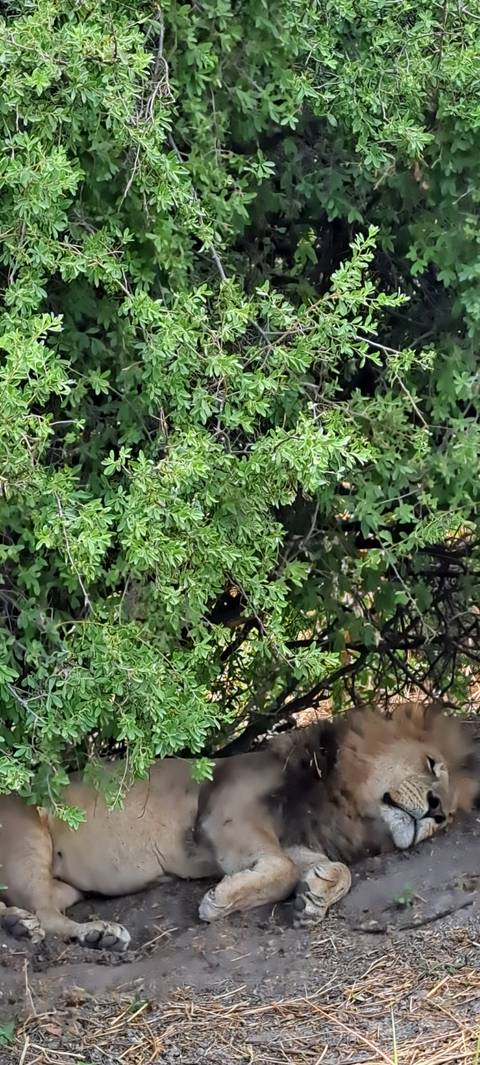 Lion resting under a bush.