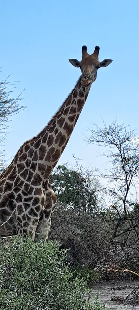 Giraffe reaching for tree leaves.