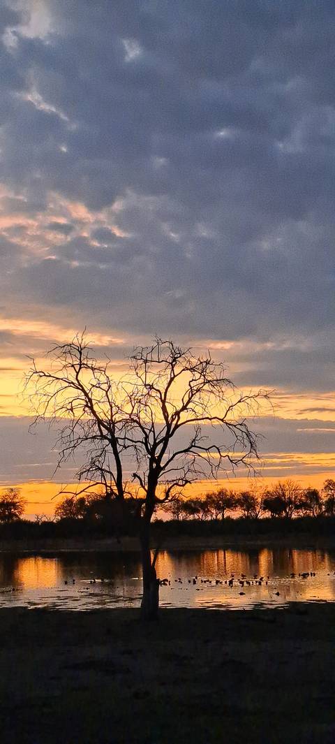 Bare tree in front of a colorful sunset over water.