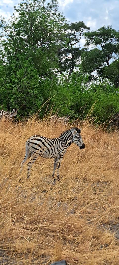 Zebra standing in the bush with tall grass.