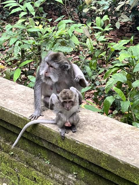 Monkeys interacting on stone steps within a forest setting