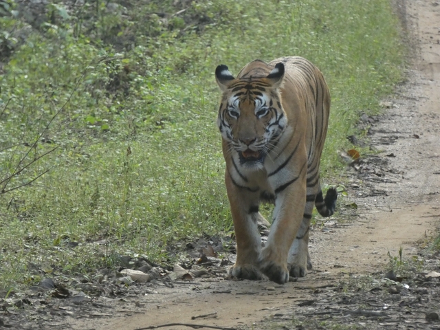 Tiger walking through a forested path.