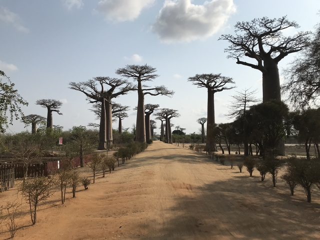Baobab trees lining a dirt road.