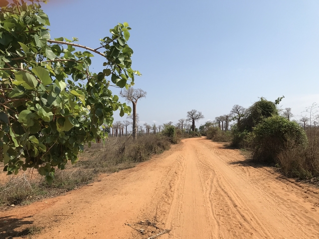 A dirt path surrounded by natural vegetation.