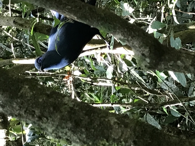       A bird perched on a branch in a forest setting.
  