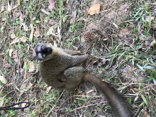 A lemur sitting on the ground.