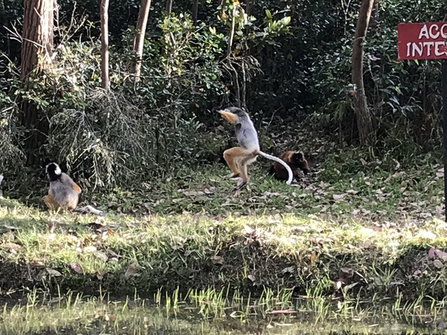       Group of lemurs playing in a forest.
  