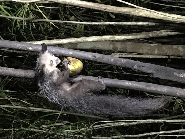       A nocturnal animal holding a fruit in its mouth.
  