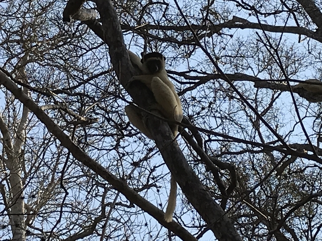 A monkey resting in a leafless tree.