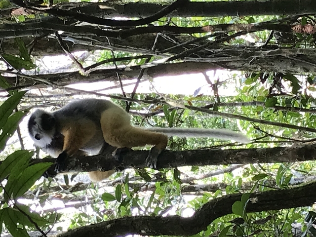 A lemur resting on a branch in the forest.