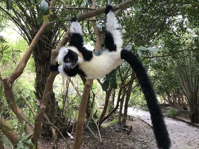 A lemur hanging playfully on a tree branch.