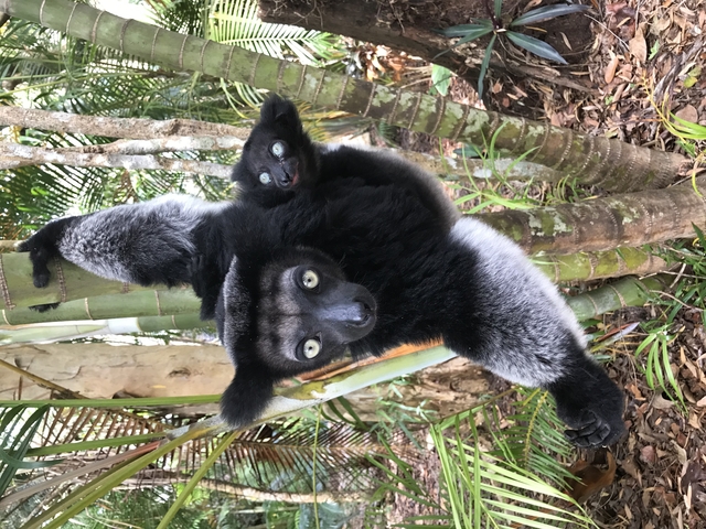 Lemur with a baby hanging on a tree.