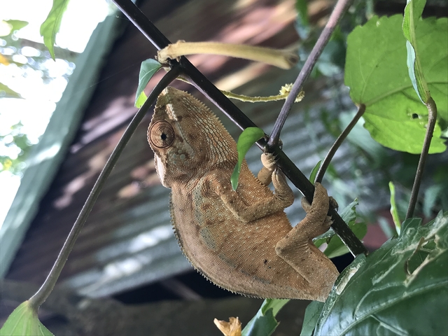       Chameleon climbing a branch in a natural setting.
  