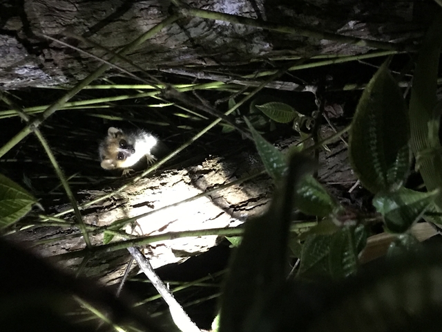 A small animal hiding in the foliage at night.