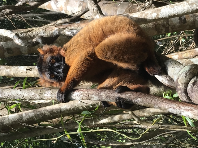       A lemur resting on tree branches.
  