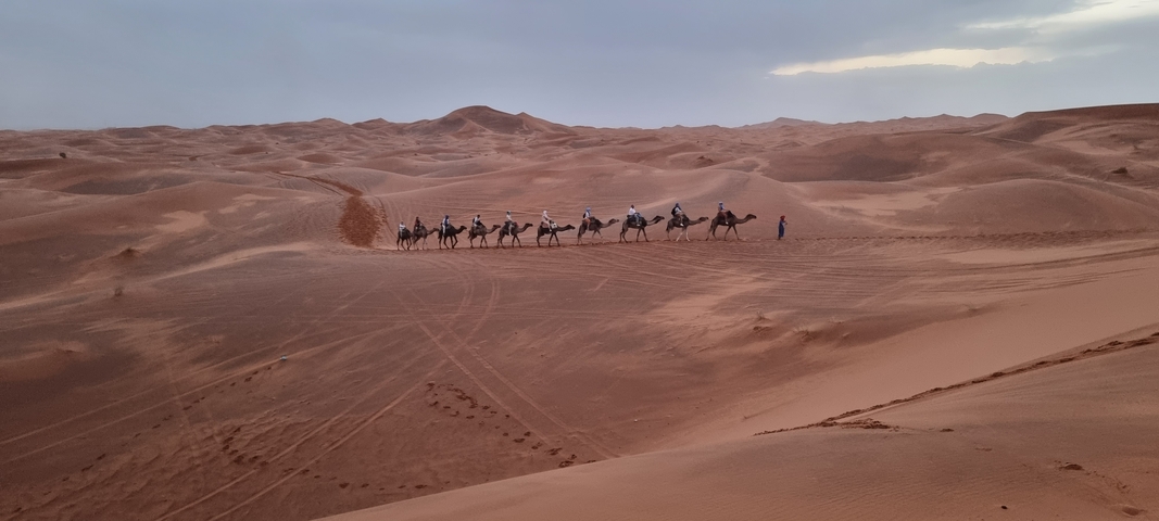 Caravan of camels crossing desert dunes.