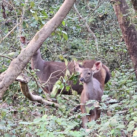 Deer in a forested area.