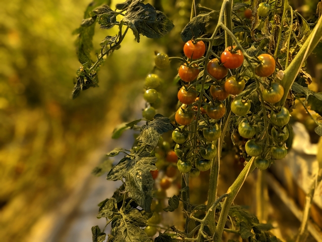 Close-up of ripe cherry tomatoes on the vine.