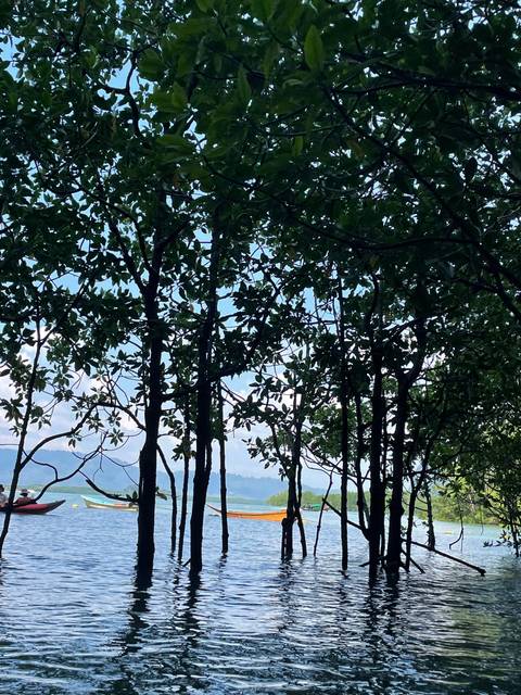       Tree silhouette in a flooded area.
  