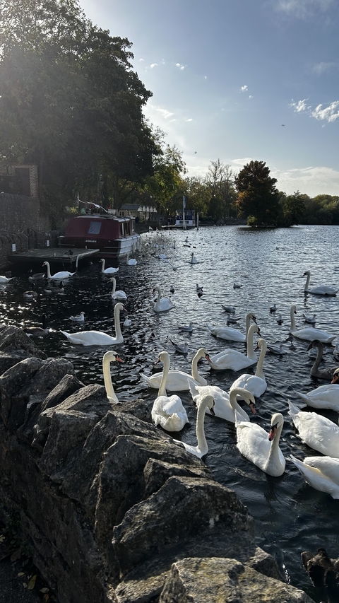       Many swans and ducks on a river with a boat.
  