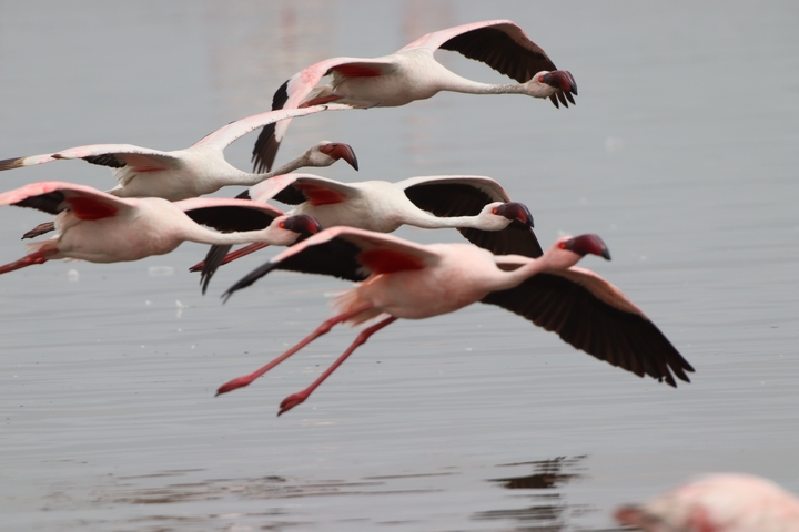 Flamingos taking flight over water.