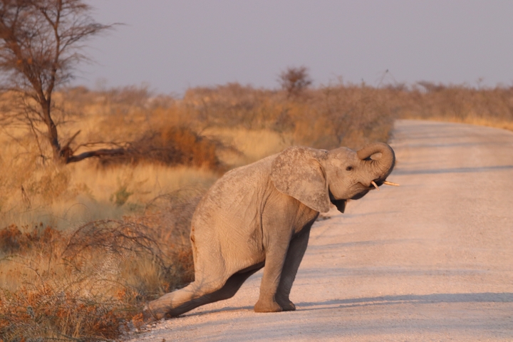 Young elephant crossing a dirt road in a safari setting.