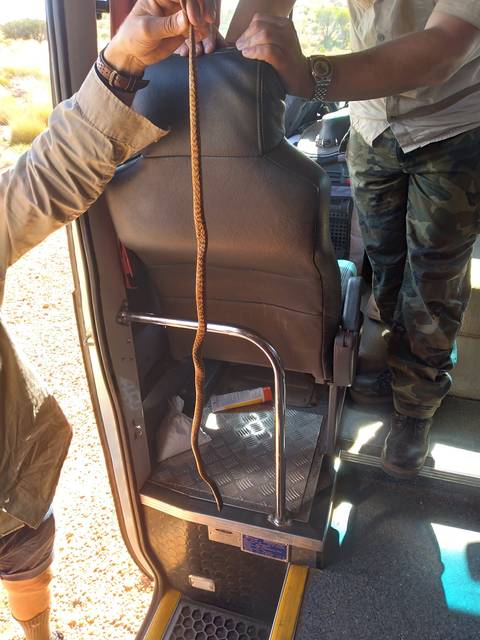 Person holding a snake inside a vehicle.