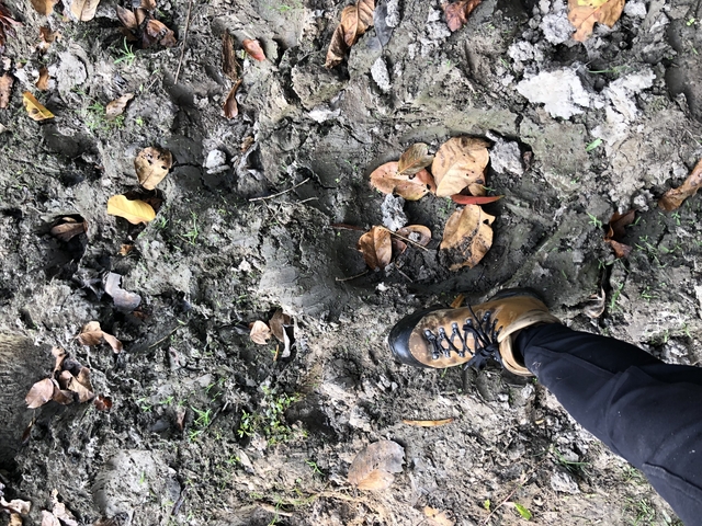Person's foot on muddy ground with fallen leaves.